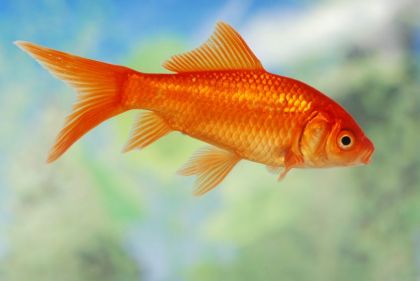 フラッシュカード、どの単語が正しいですか？ TV stand,Hanging lamp,Living Room,Goldfish